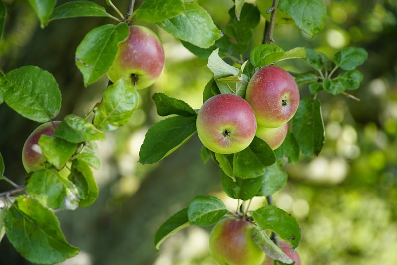 Apple Tree Blossom