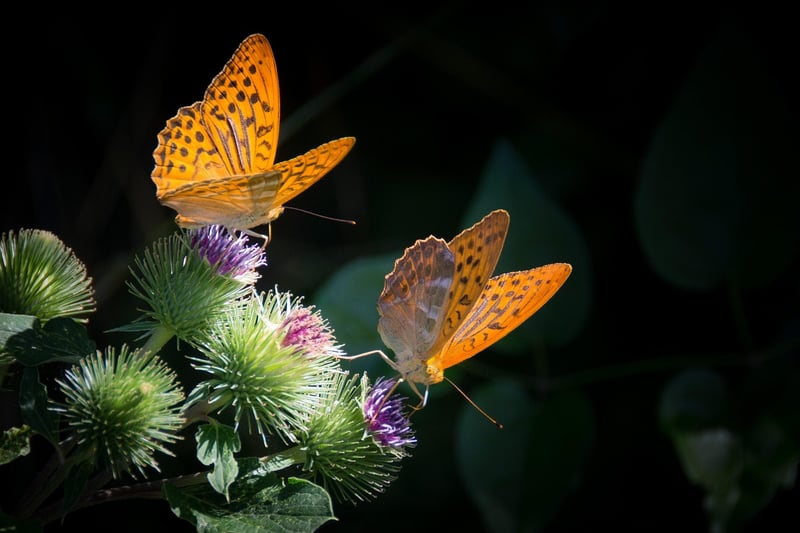 Butterfly on purple flower