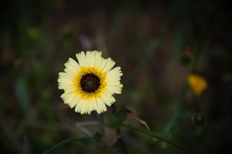 Pollinator Garden